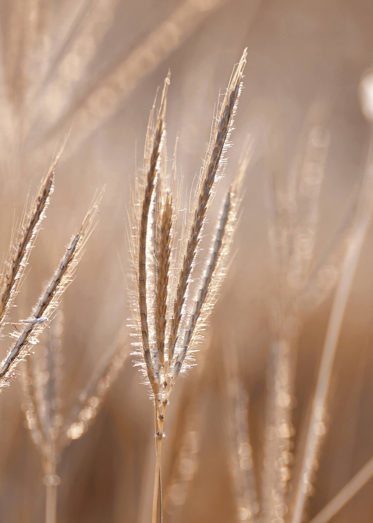 Ljuddämpande tavla - Grass in Light