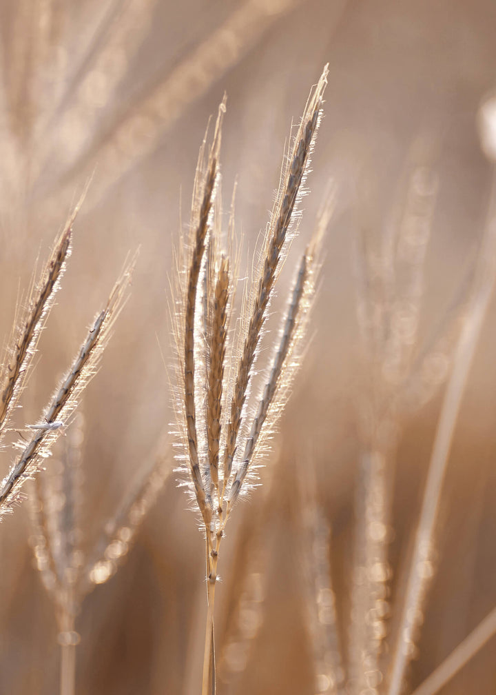 Ljuddämpande tavla - Grass in Light