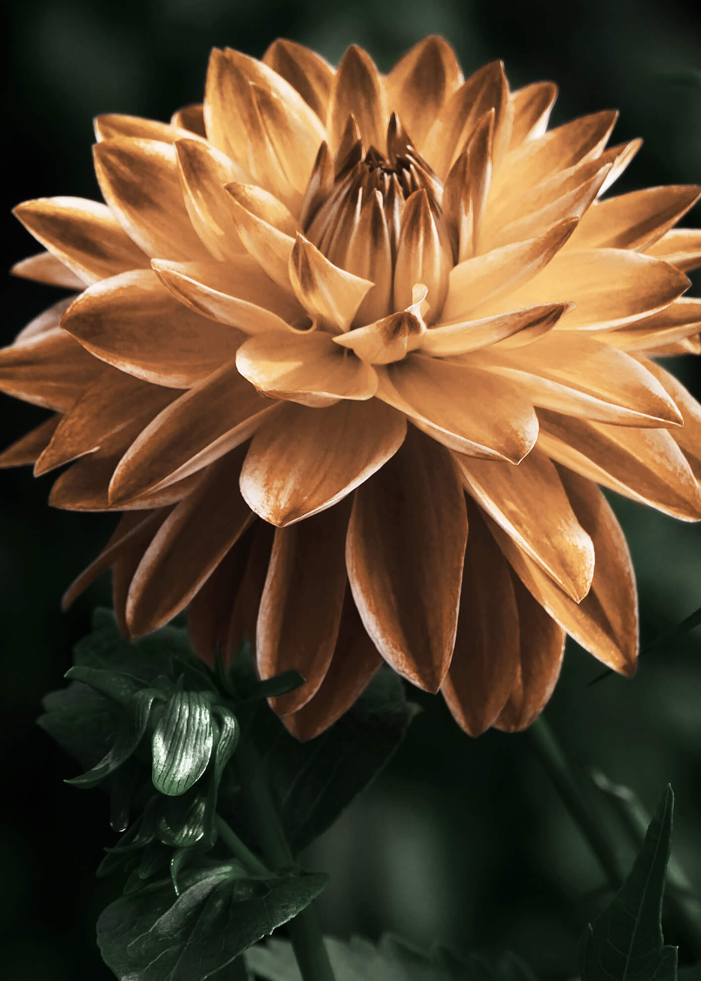 Ljuddämpande tavla - Dahlia