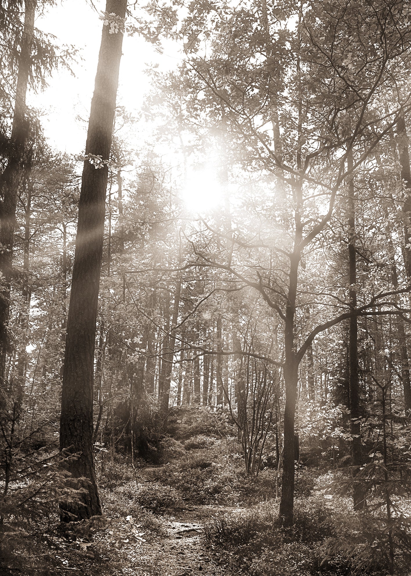 Ljuddämpande tavla - Peaceful Forest