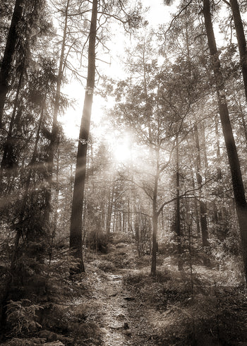 Ljuddämpande tavla - Peaceful Forest