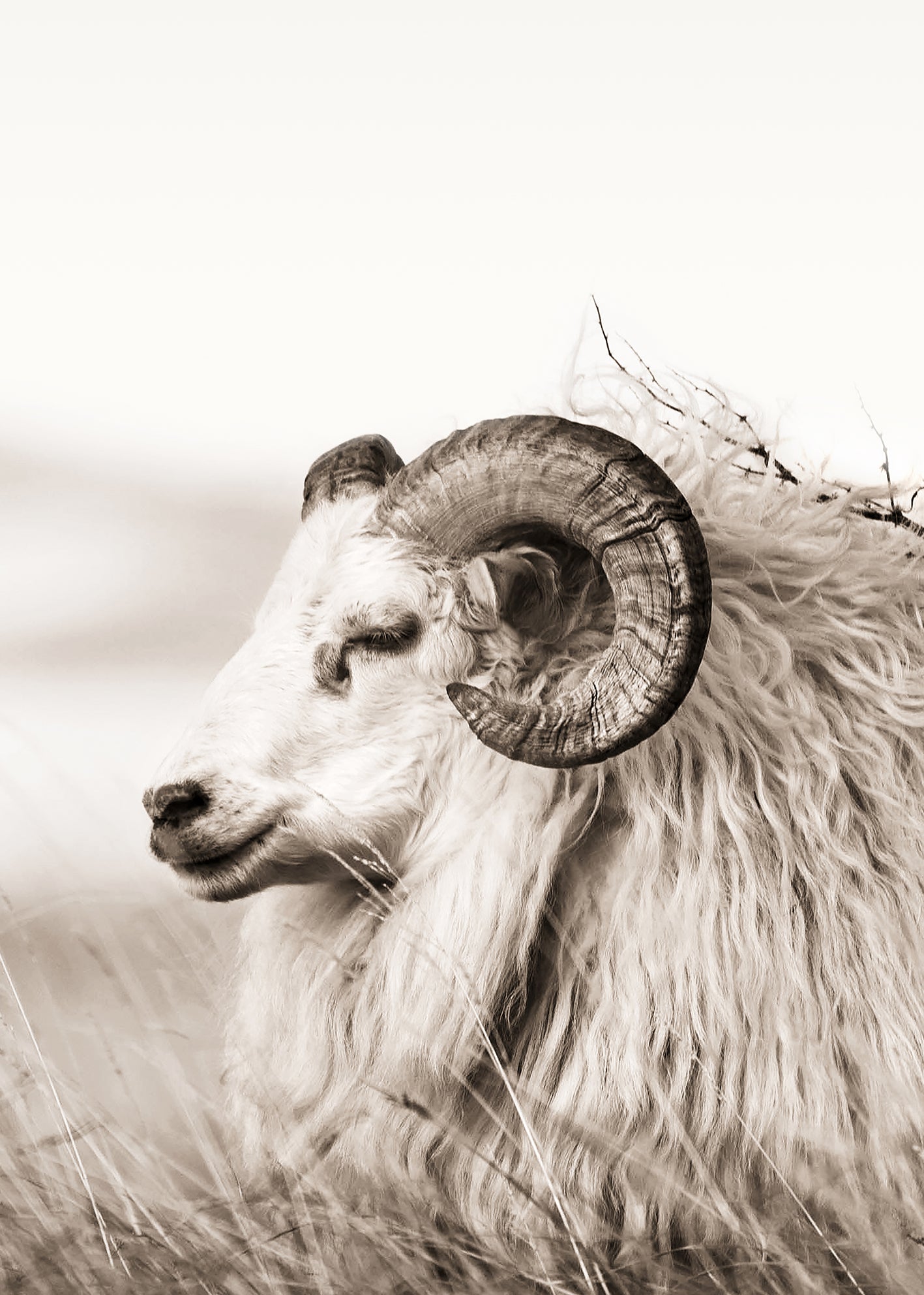 Ljuddämpande tavla - Aries