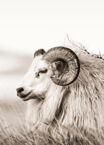 Ljuddämpande tavla - Aries