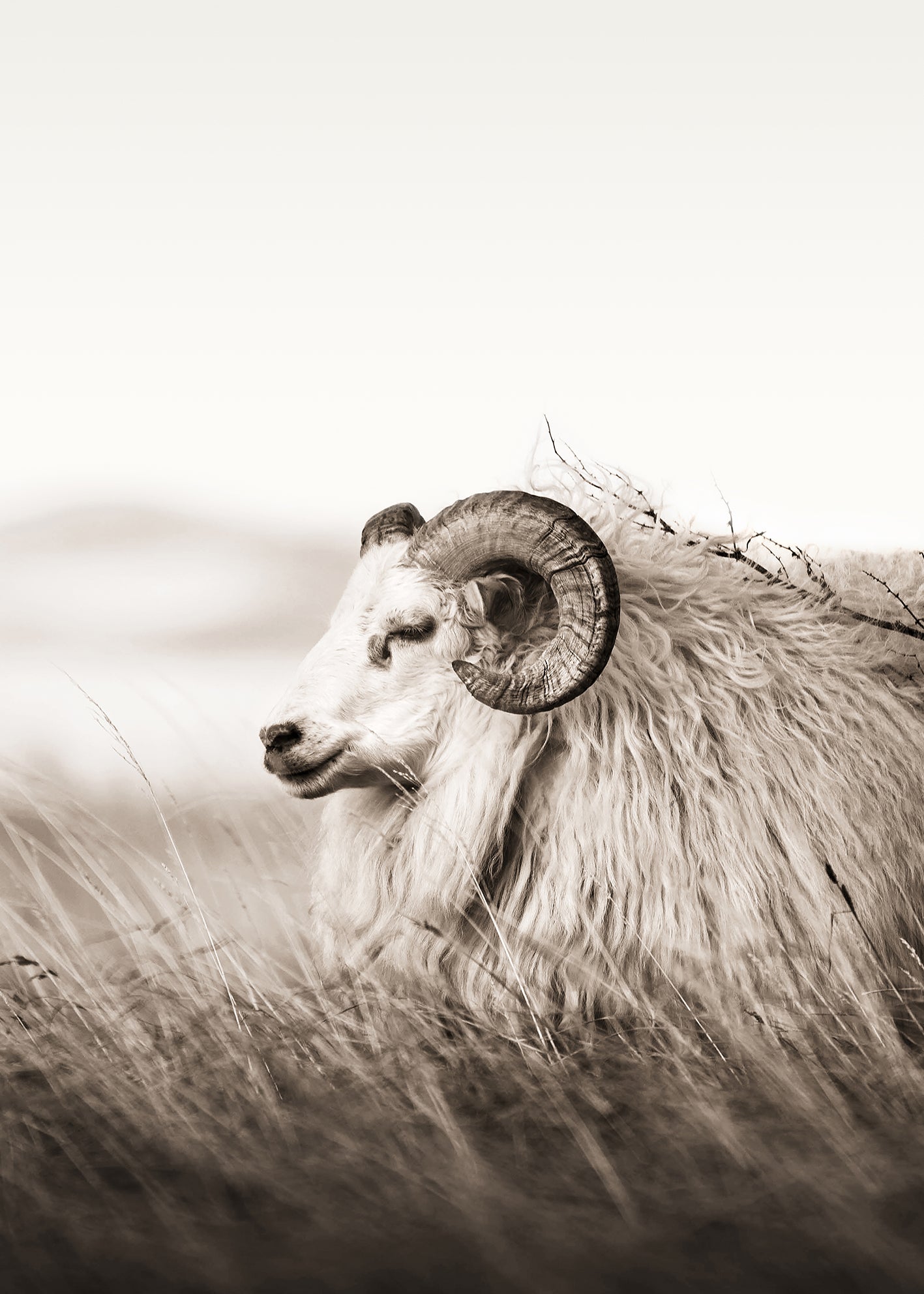 Ljuddämpande tavla - Aries