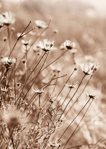 Ljuddämpande tavla - Fall Flowers