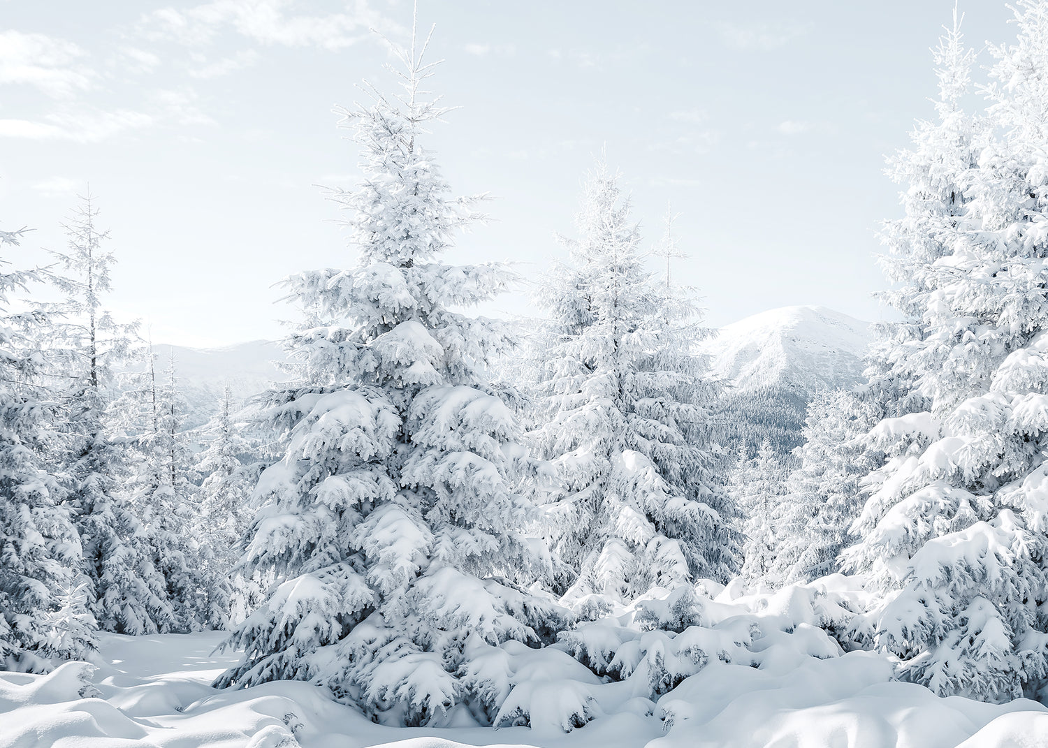 Ljuddämpande tavla - Spruces in Winter