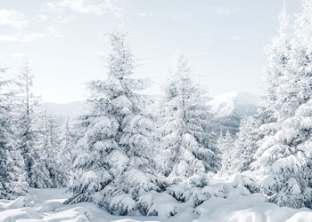 Ljuddämpande tavla - Spruces in Winter