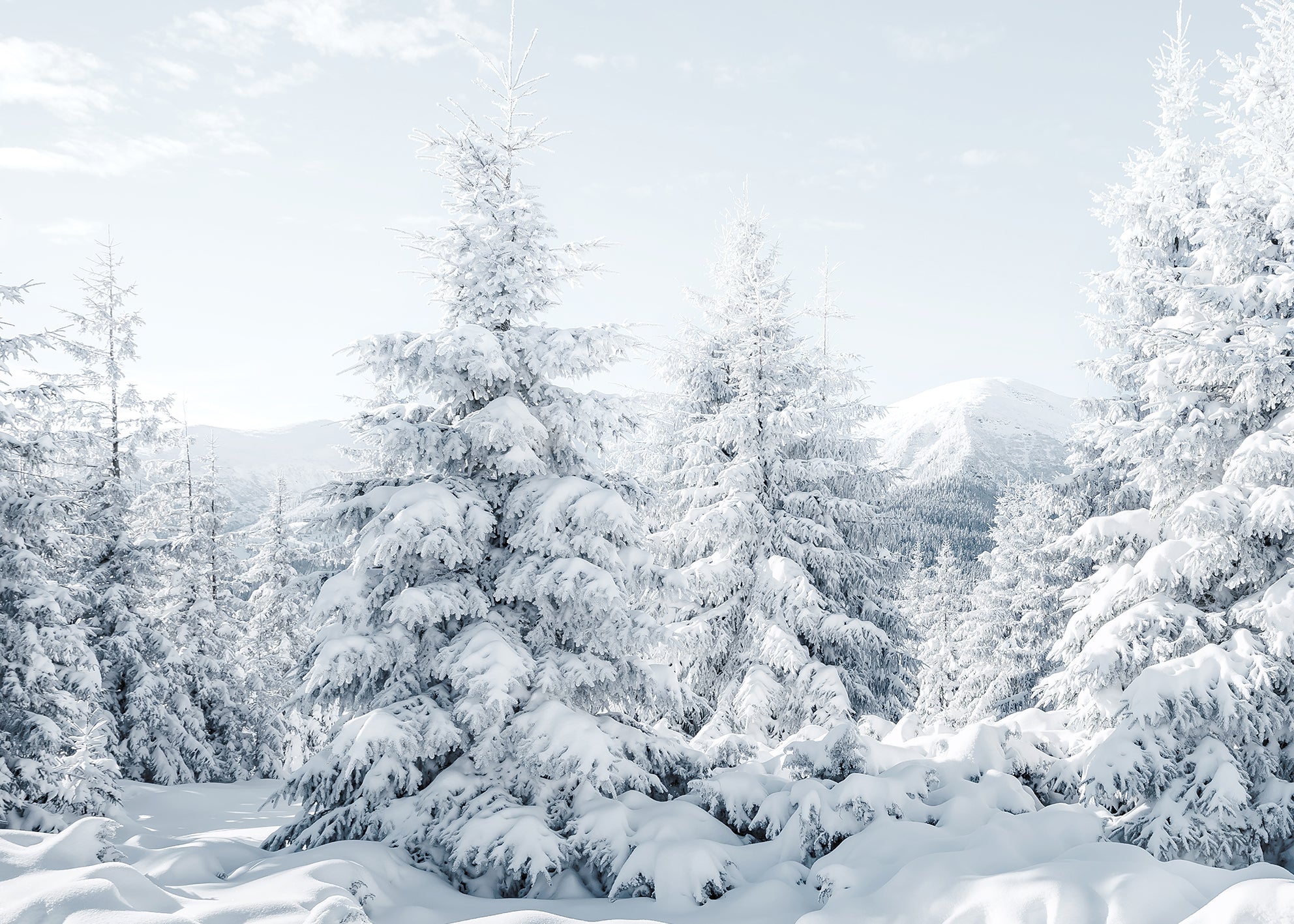 Ljuddämpande tavla - Spruces in Winter