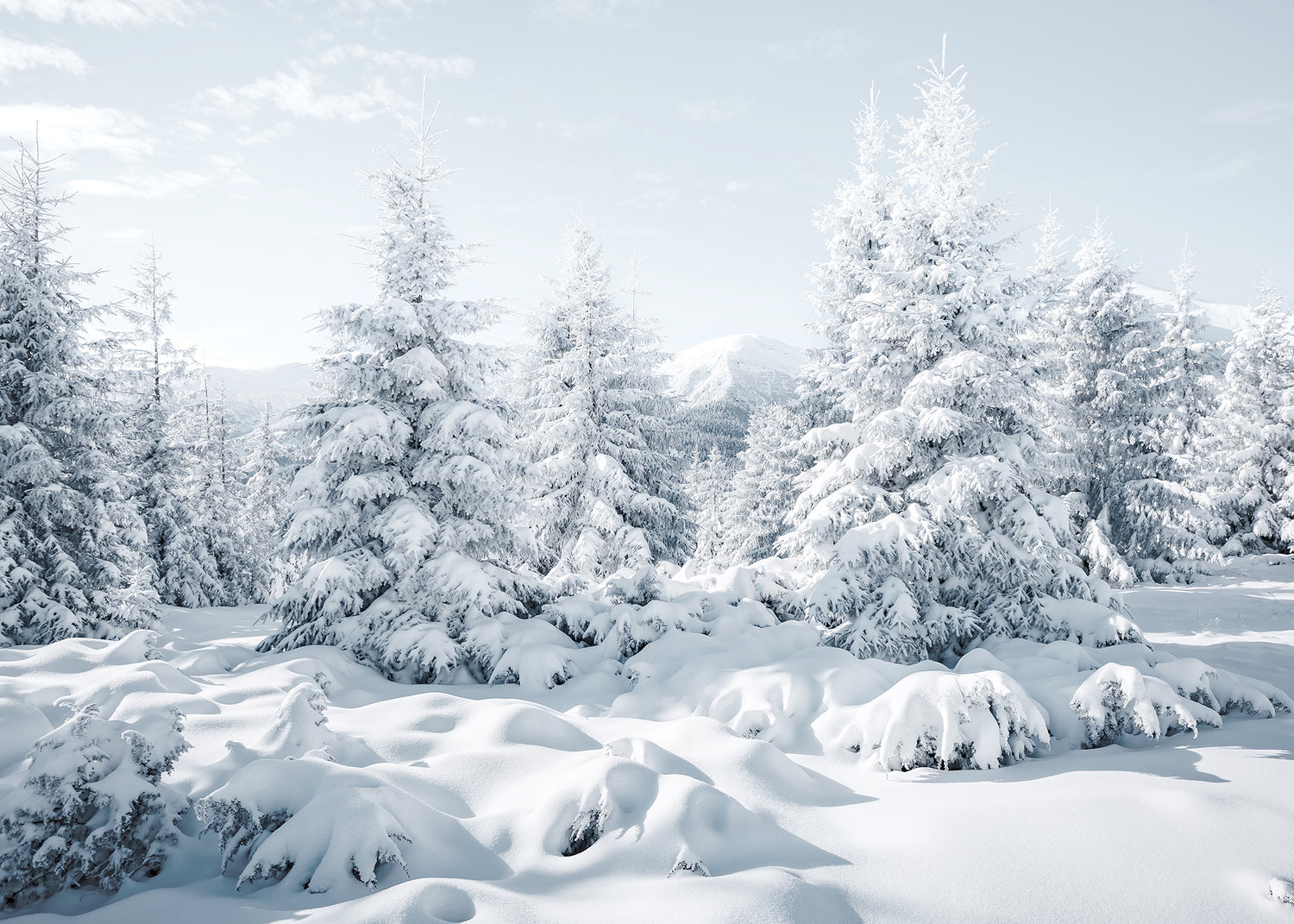 Ljuddämpande tavla - Spruces in Winter