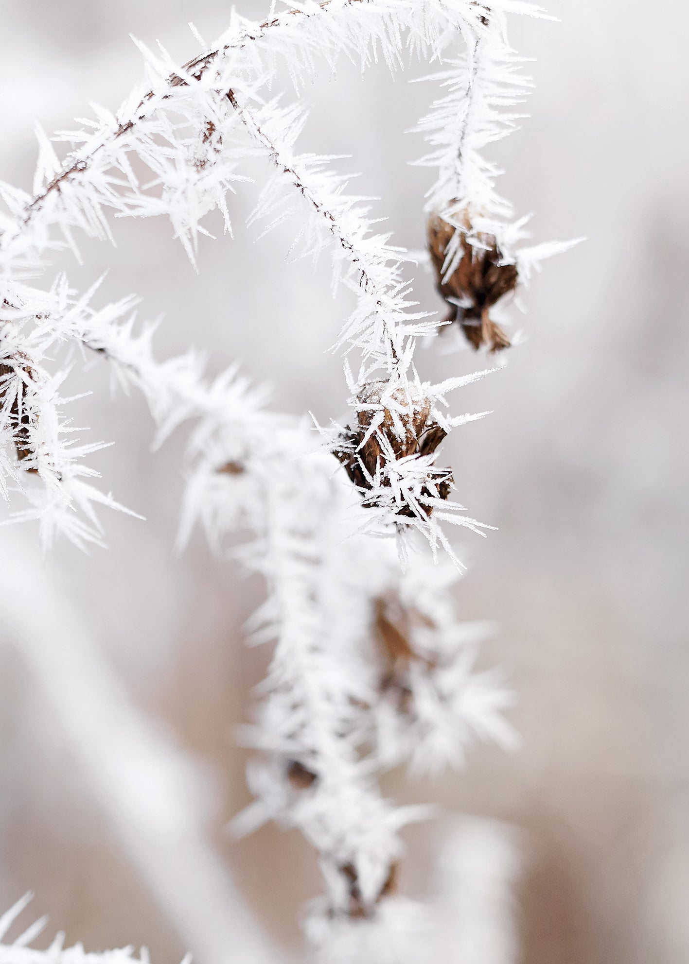 Ljuddämpande tavla - Frosty Thistles