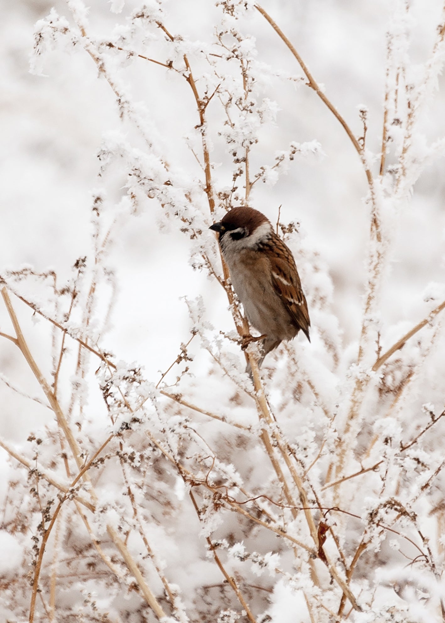 Ljuddämpande tavla - Sparrows