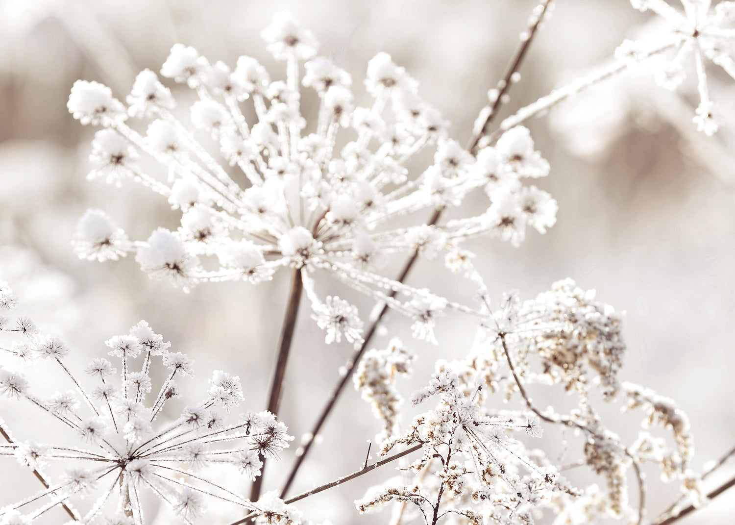 Ljuddämpande tavla - Frozen Branches