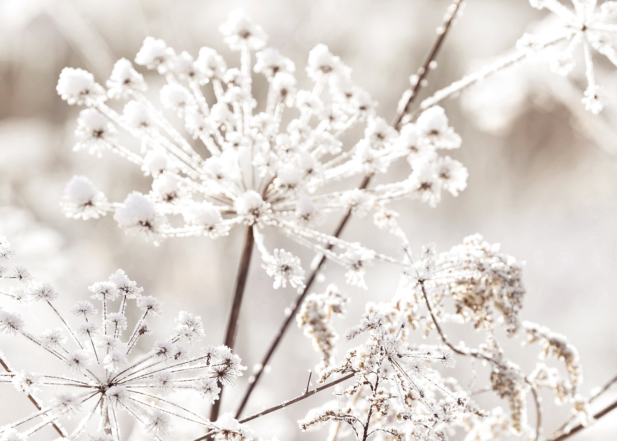 Ljuddämpande tavla - Frozen Branches