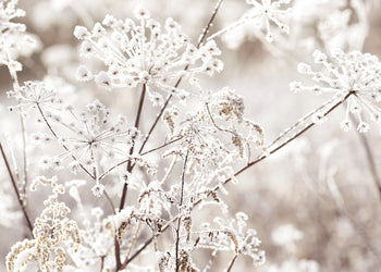 Ljuddämpande tavla - Frozen Branches