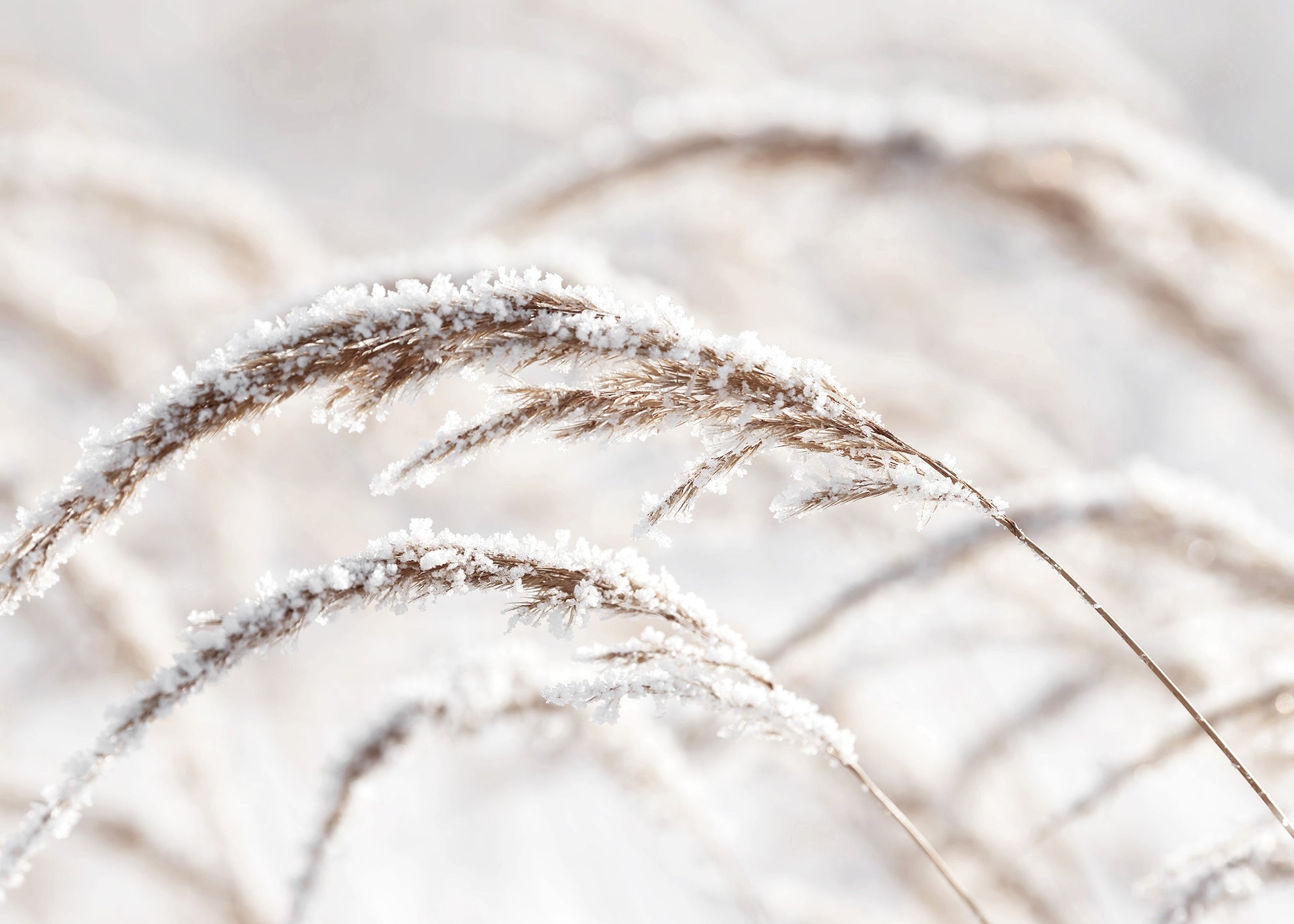 Ljuddämpande tavla - Grass in Winter