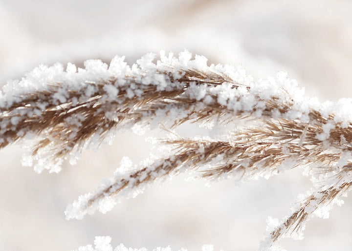 Ljuddämpande tavla - Grass in Winter