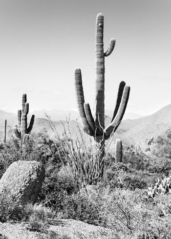 Ljuddämpande tavla - Saguaro