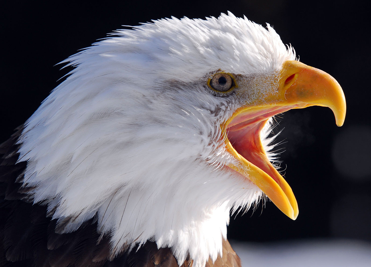 Ljuddämpande tavla - Eagle