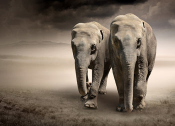 Ljuddämpande tavla - Keep on walking - Elefant