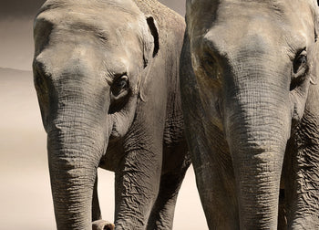 Ljuddämpande tavla - Keep on walking - Elefant