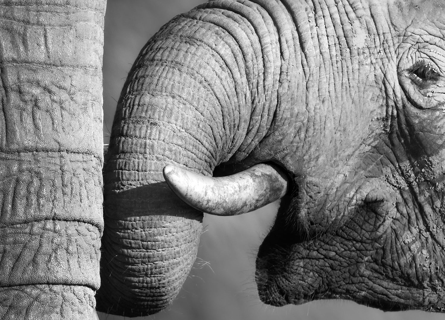 Ljuddämpande tavla - Love Forever- Elefant
