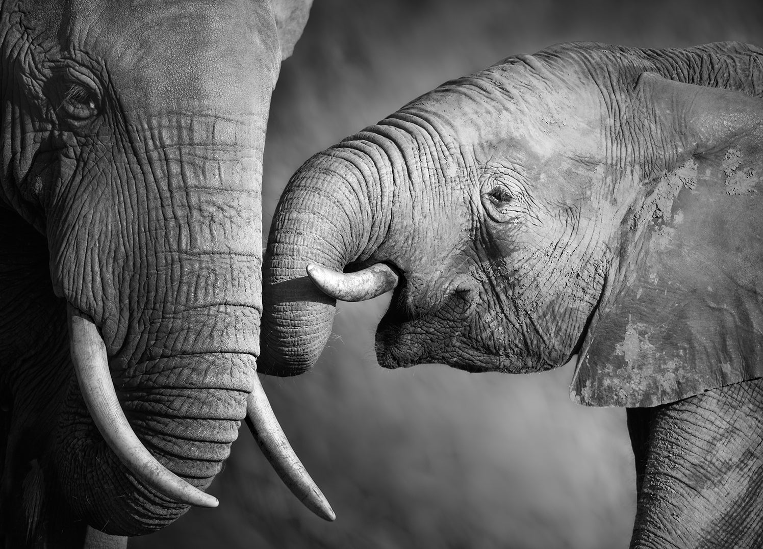 Ljuddämpande tavla - Love Forever- Elefant