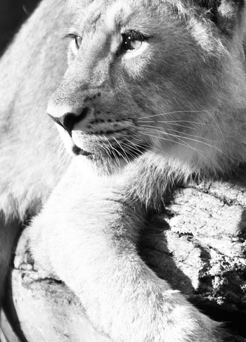 Ljuddämpande tavla - Lurking lion - Lejon