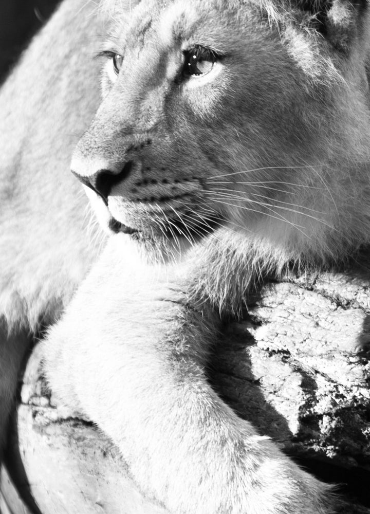 Ljuddämpande tavla - Lurking lion - Lejon