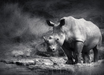 Ljuddämpande tavla - Rhino in the night - Noshörning