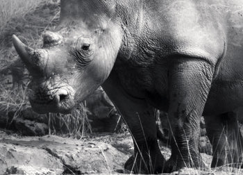 Ljuddämpande tavla - Rhino in the night - Noshörning