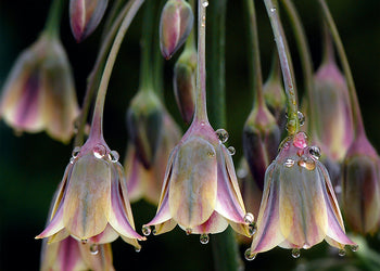 Tavla - Tulipa
