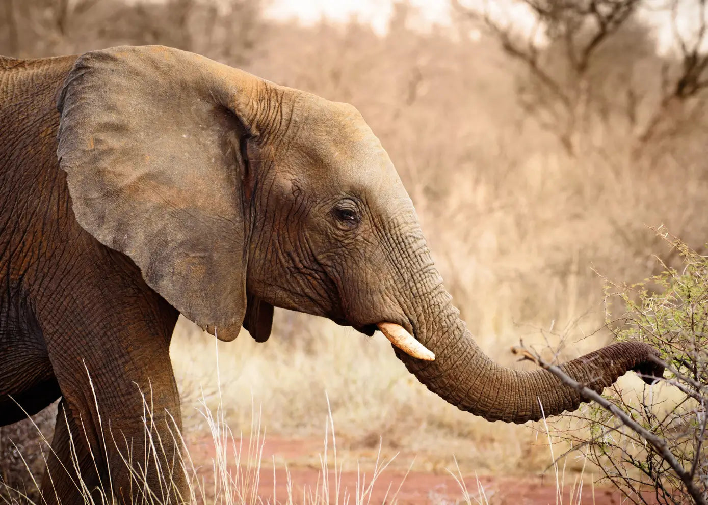 Canvastavla - African Elephant