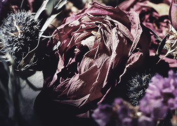 Canvastavla - Wild Rose