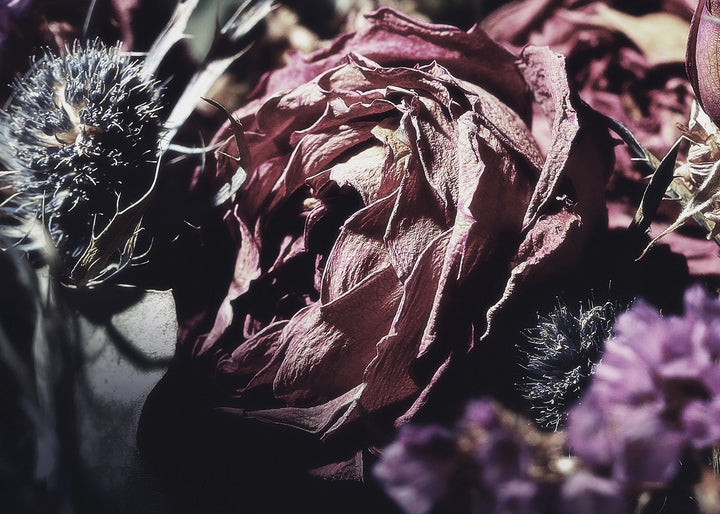 Canvastavla - Wild Rose