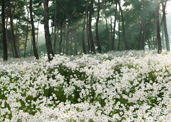 Canvastavla - Daisy Field