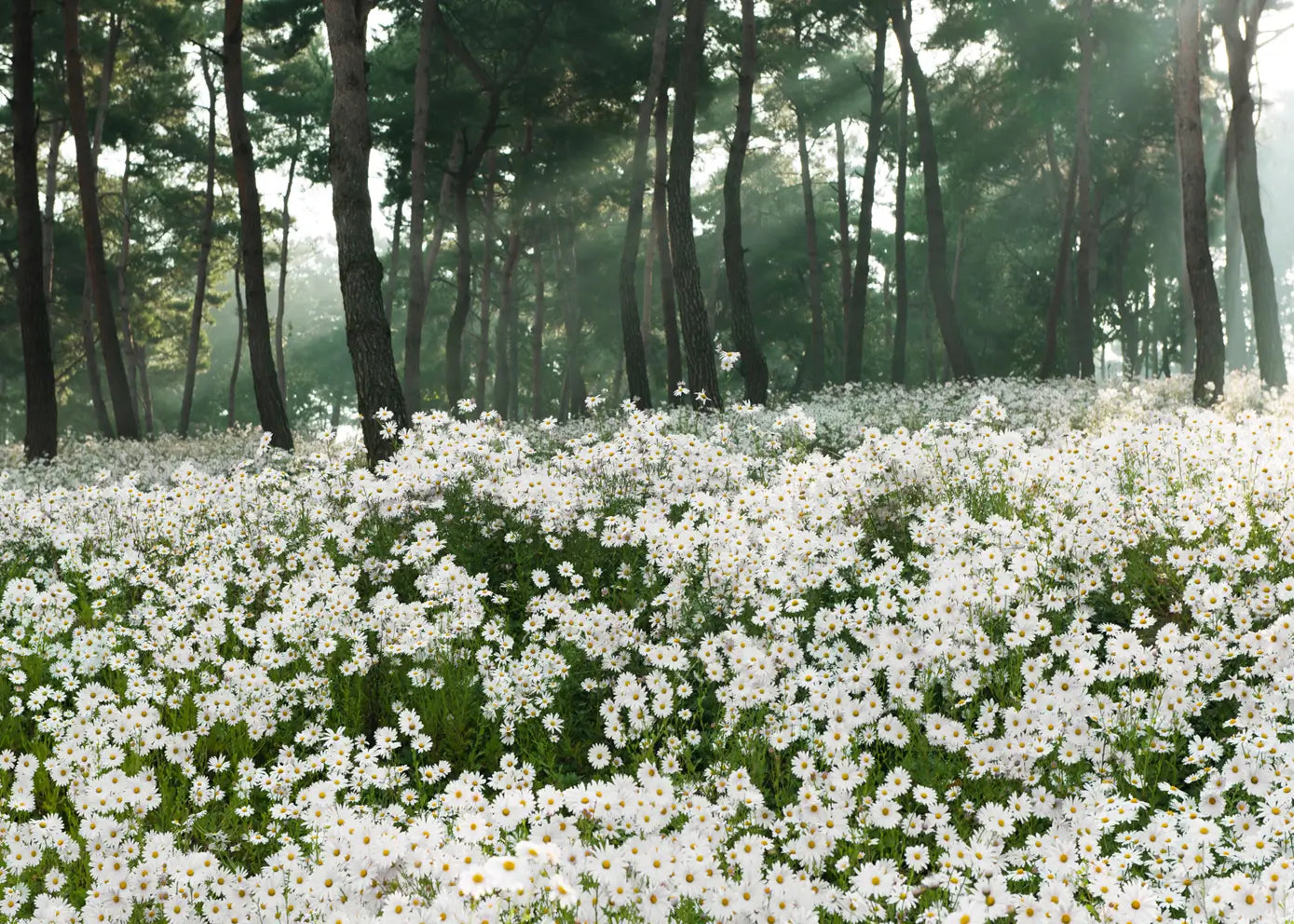 Canvastavla - Daisy Field