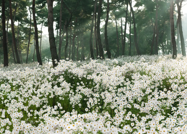 Canvastavla - Daisy Field