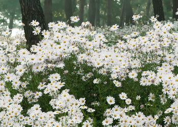 Canvastavla - Daisy Field