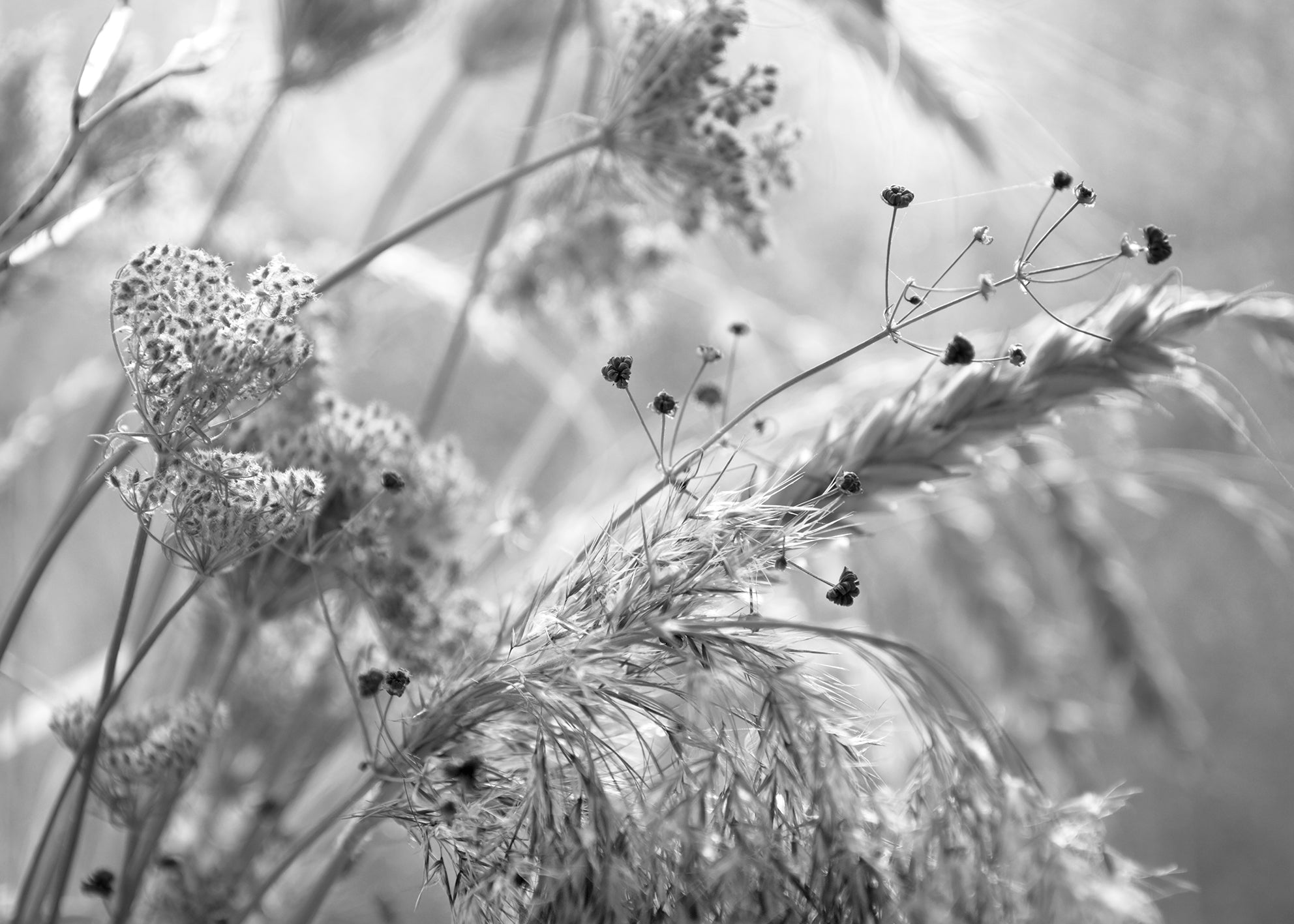Canvastavla - Wild Carrot (100x150cm)