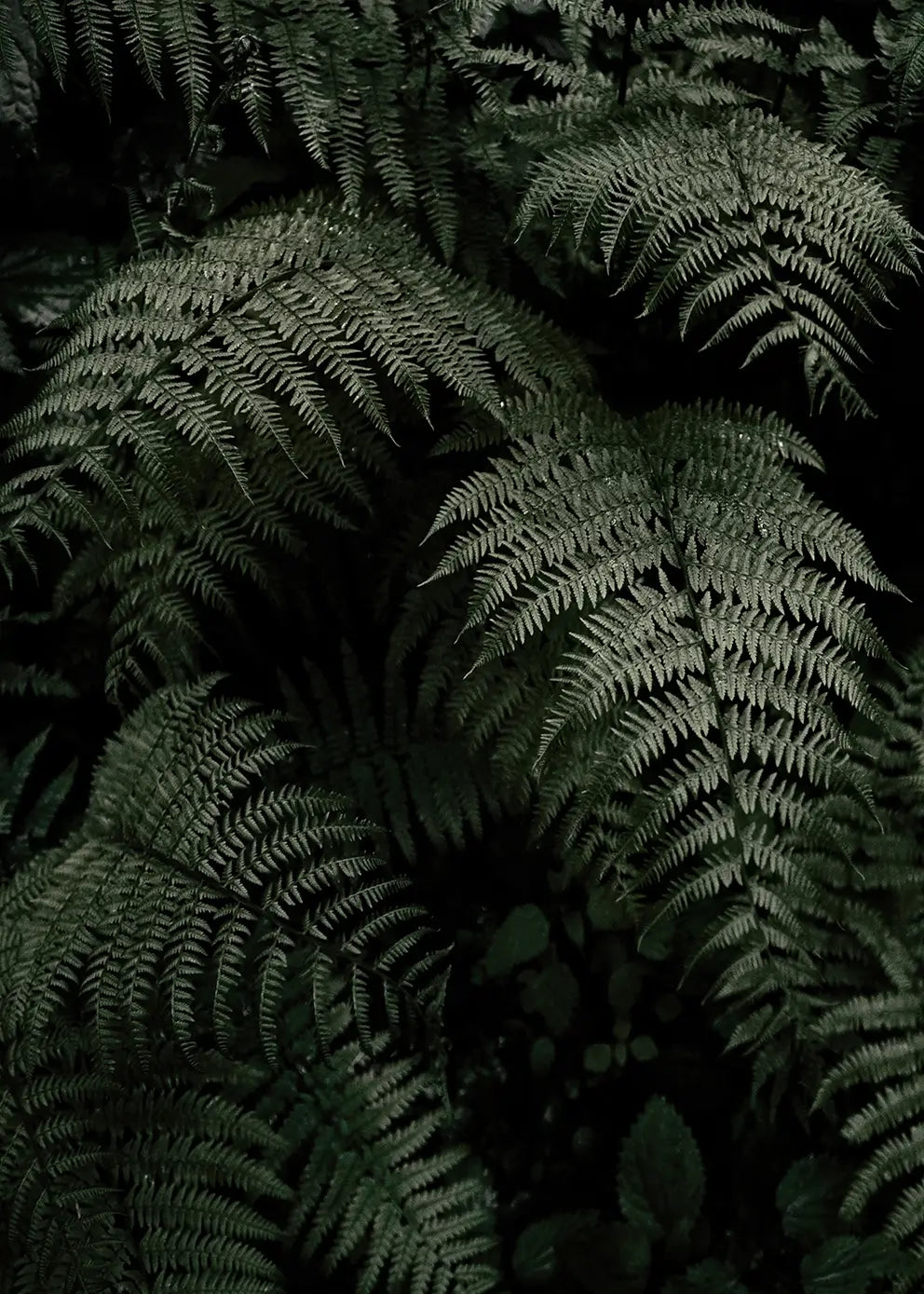 Poster - Fern Forest