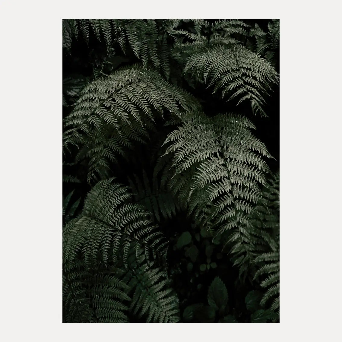 Poster - Fern Forest
