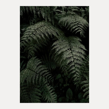 Poster - Fern Forest