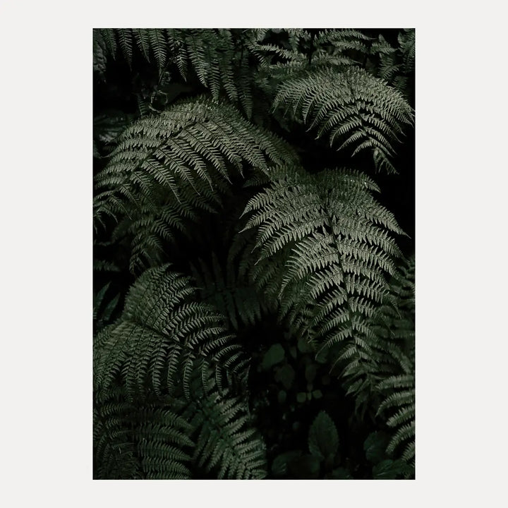 Poster - Fern Forest