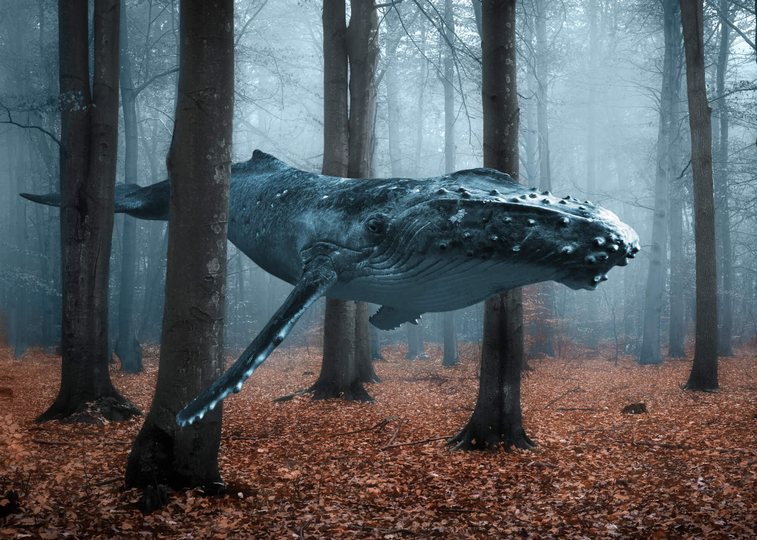 Ljuddämpande tavla - Blue Whale