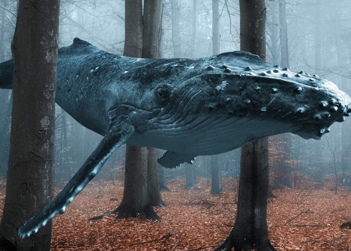 Ljuddämpande tavla - Blue Whale