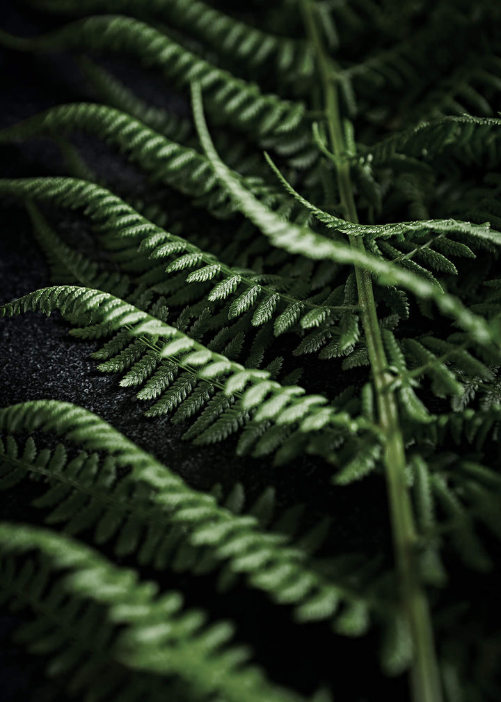 Ljuddämpande tavla - Green fern