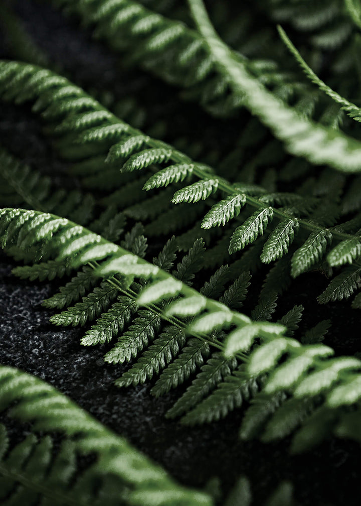 Ljuddämpande tavla - Green fern