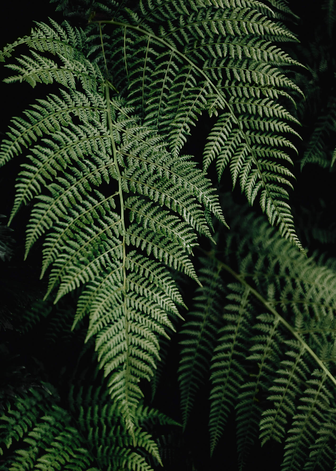 Ljuddämpande tavla - Fern