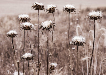 Ljuddämpande tavla - Wildflower