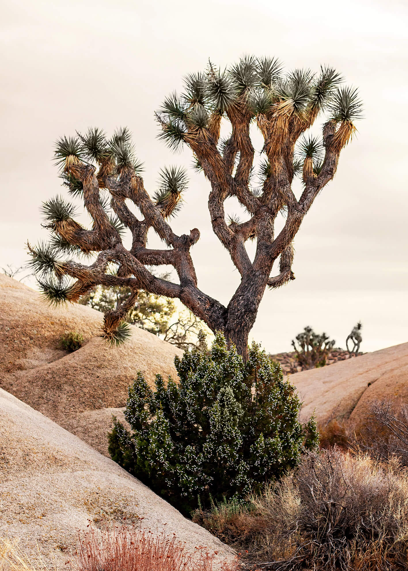 Ljuddämpande tavla - Joshua Tree Desert